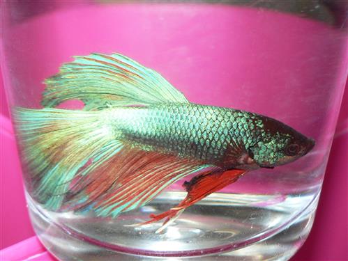 HALF MOON MALE FIGHTERS XL