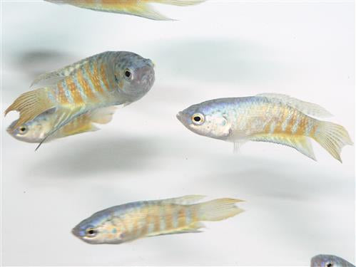 BLUE PARADISE FISH L-XL