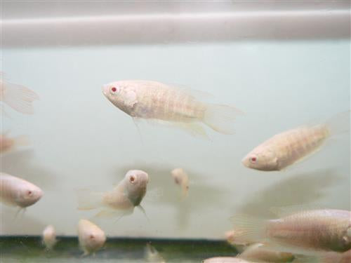 ALBINO REDTAIL PARADISE FISH ML