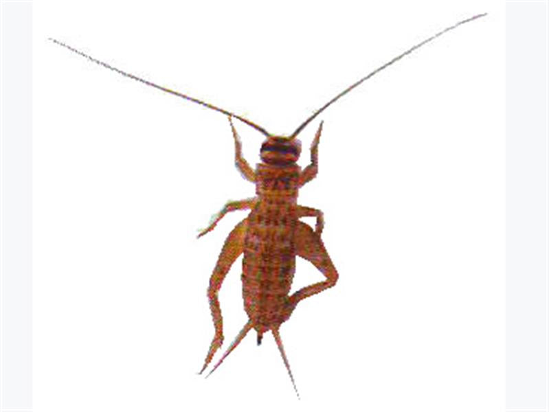 Silent Brown Crickets Mid-Small (3RD)