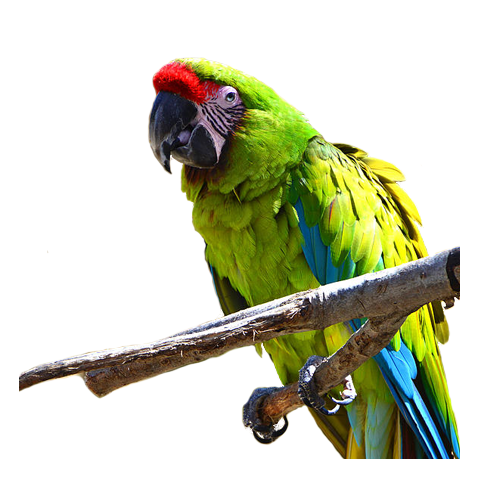 Buffon's Macaw