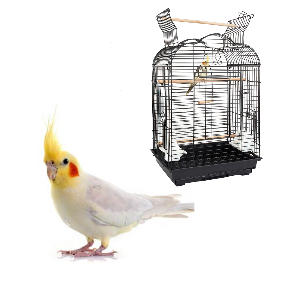 Cockatiel & Cage Bundle Deal