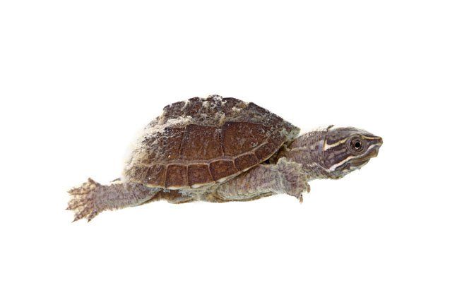 Common Musk Turtle
