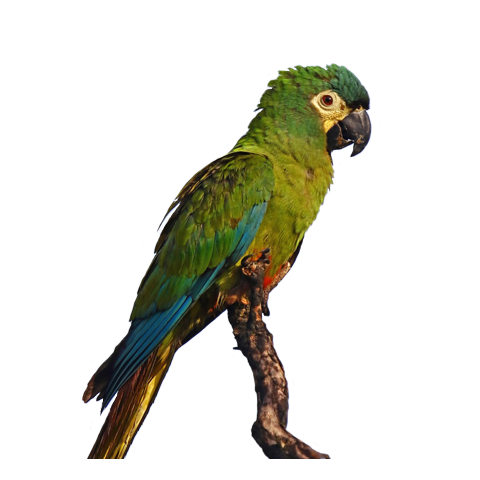 Illiger's Macaw