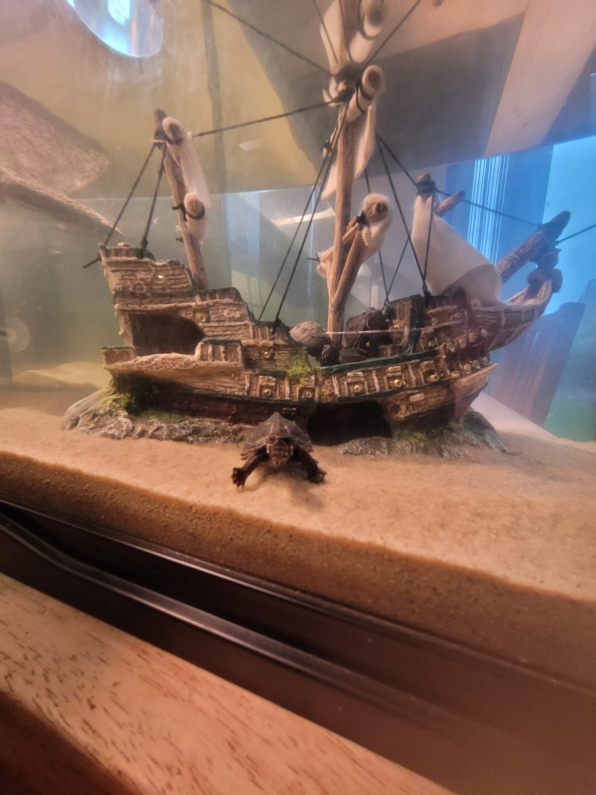Common Musk Turtle
