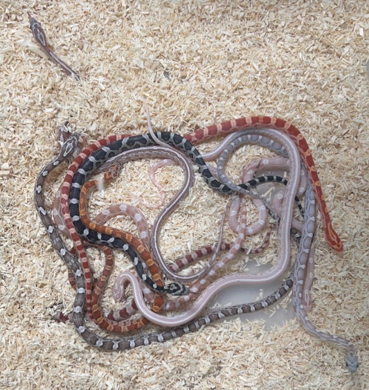 Corn Snake