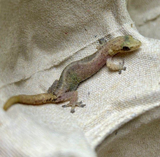 CB Indopacific Tree gecko