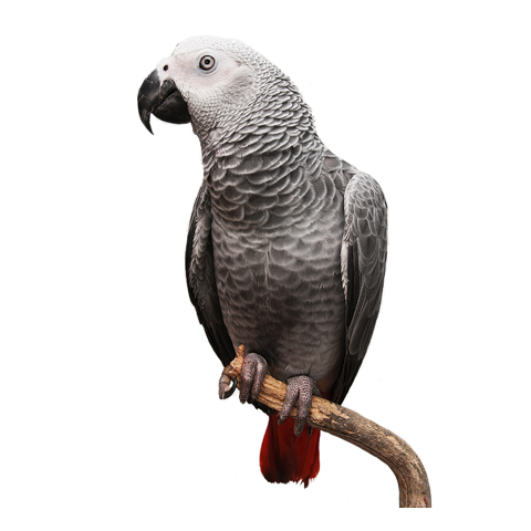 African Grey (Male)