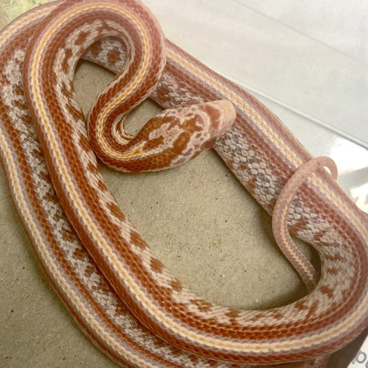 Amel Tessera Corn Snake
