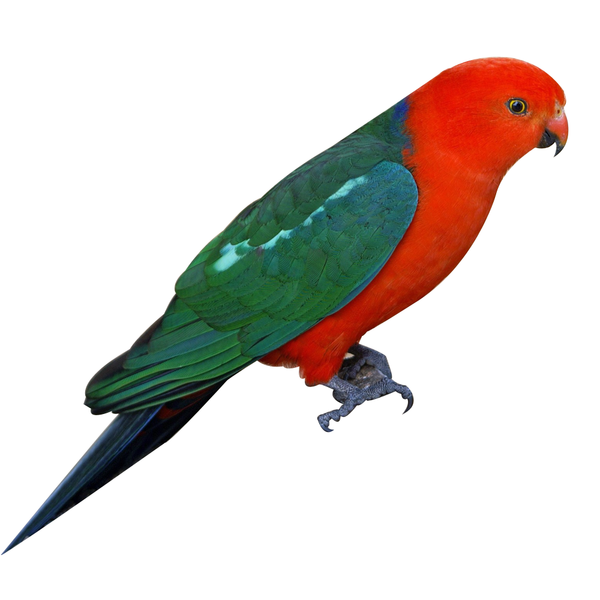 Real parrot clearance