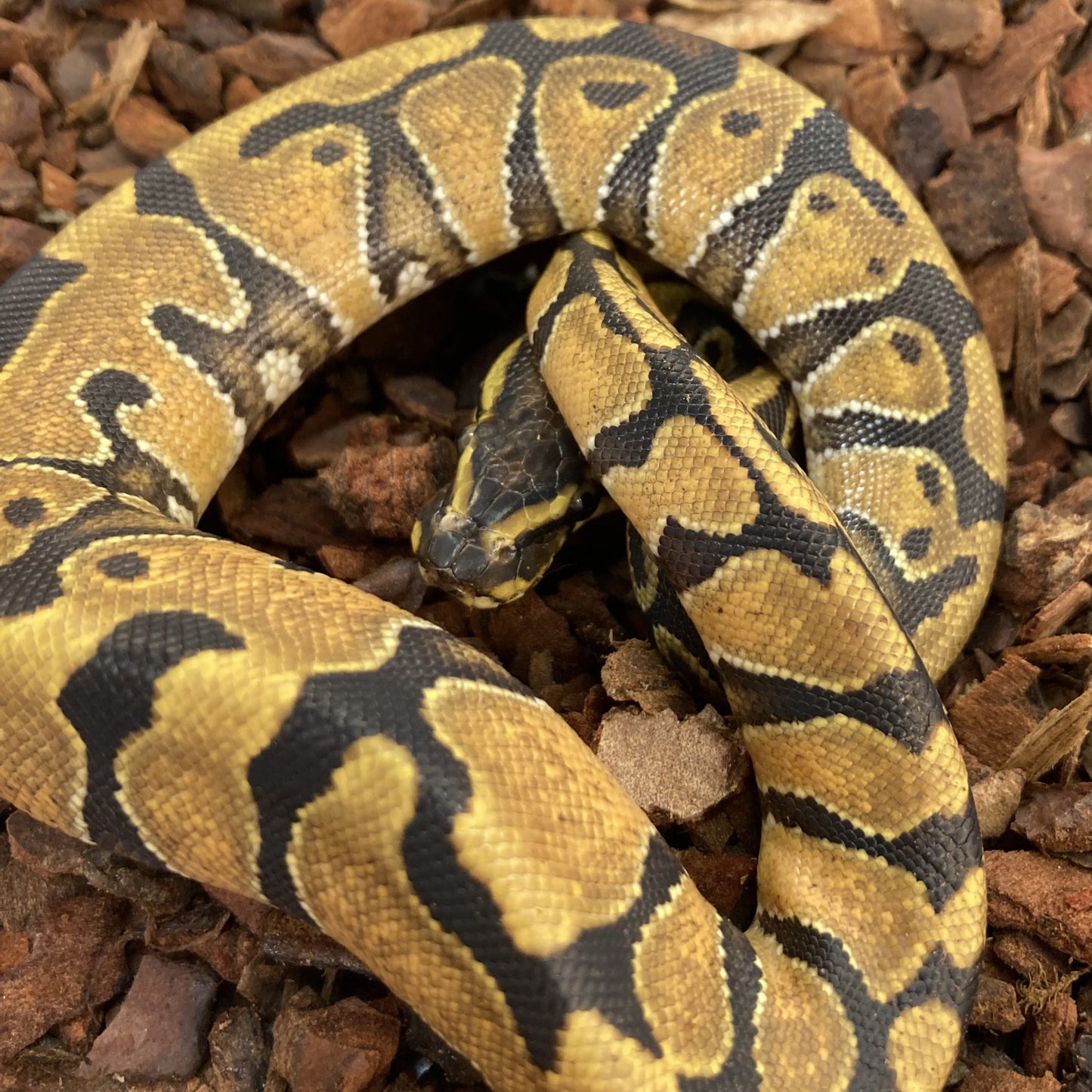 ENCHI Royal Python