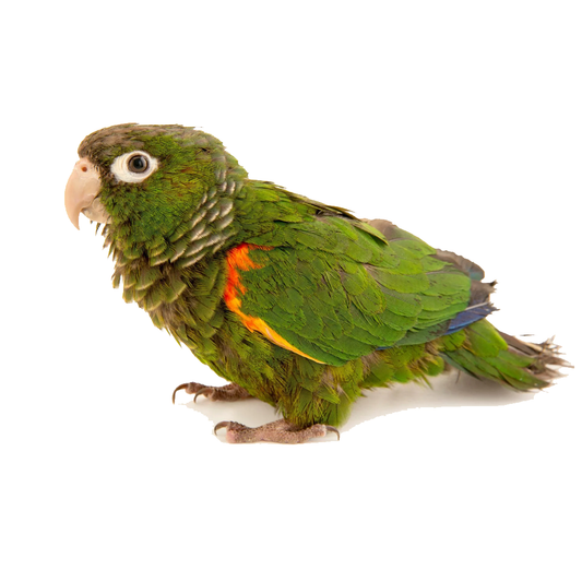 Fiery Shouldered Conure