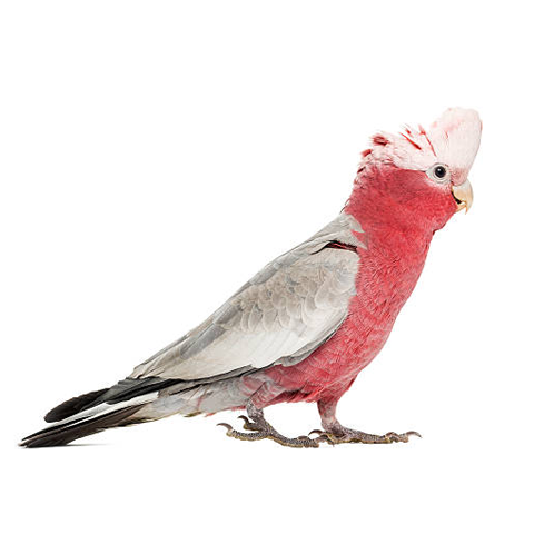 Galah Cockatoo (Male)