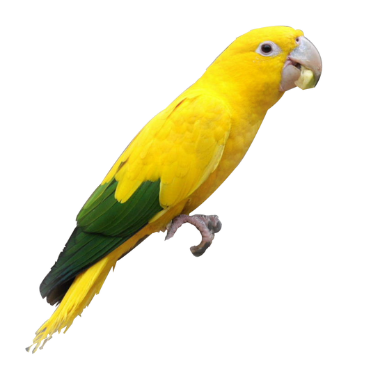 Golden Conure