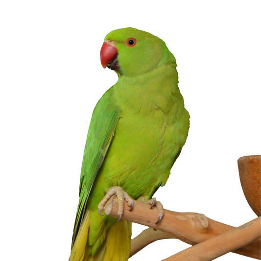 Green Ringneck Parakeet