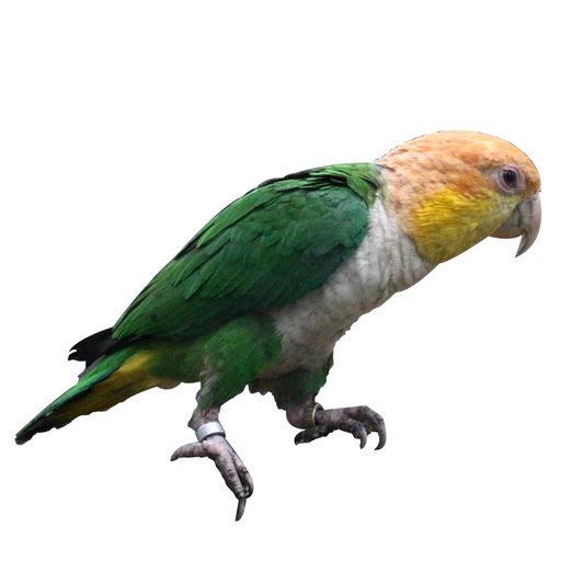 Green-Thighed Caique (Breeding Pair)