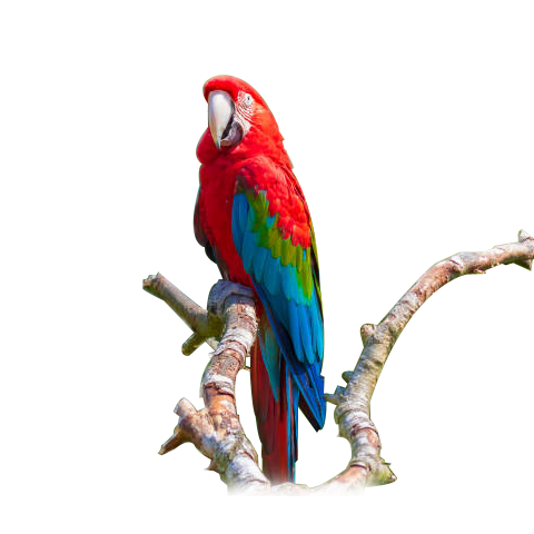 Green-Winged Macaw (Parent Reared Female)