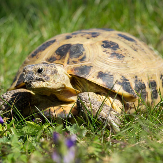 Horsfields Tortoise