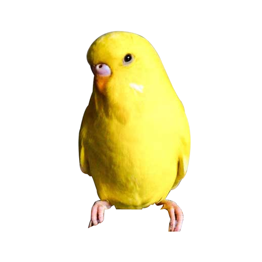 Lutino Budgie