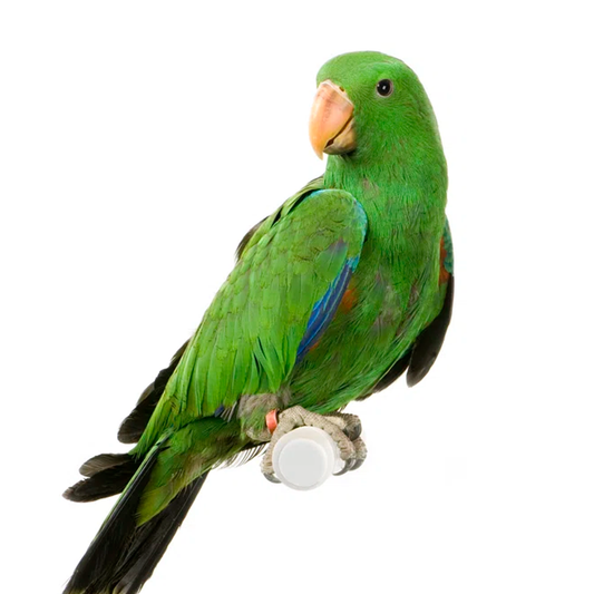 Male Eclectus