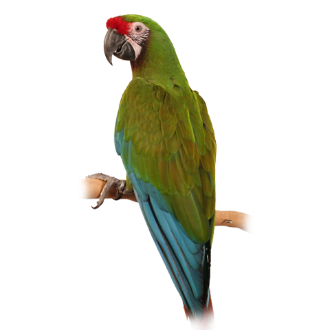 Military Macaw (Breeding Pair)