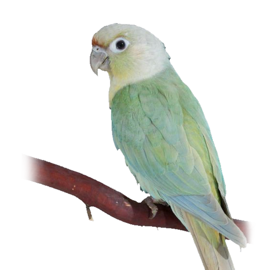 Mint Conure