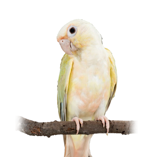 Mooncheek Conure