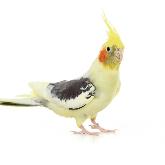 Pied Cockatiel