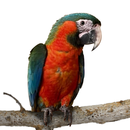 Scarinde Macaw