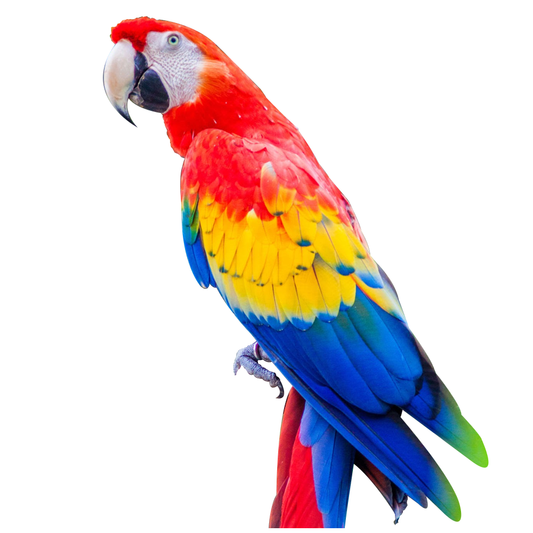 Scarlet Macaw (Breeding Pair)