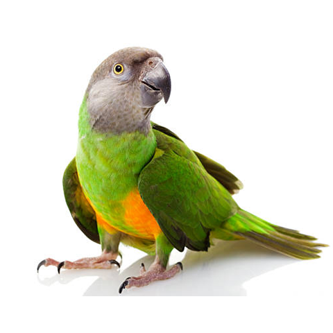 Senegal