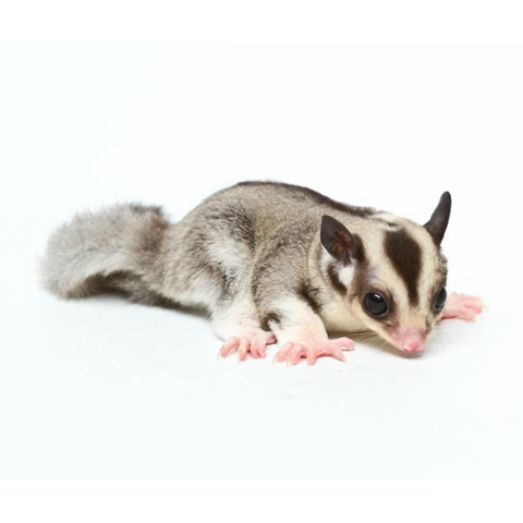 Sugar Glider
