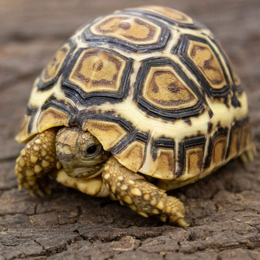 Leopard Tortoise