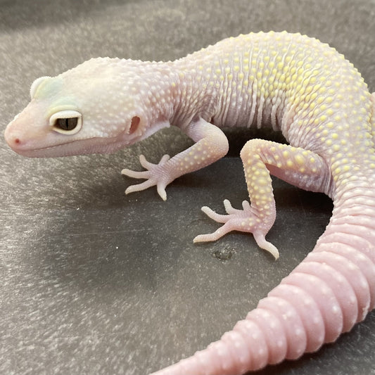 Mack Snow Leucistic Leopard Gecko