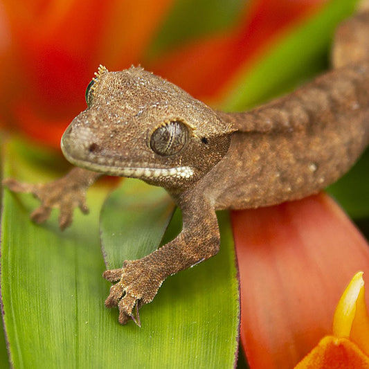 Crested Gecko