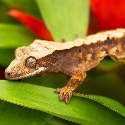 Harlequin Crested Gecko