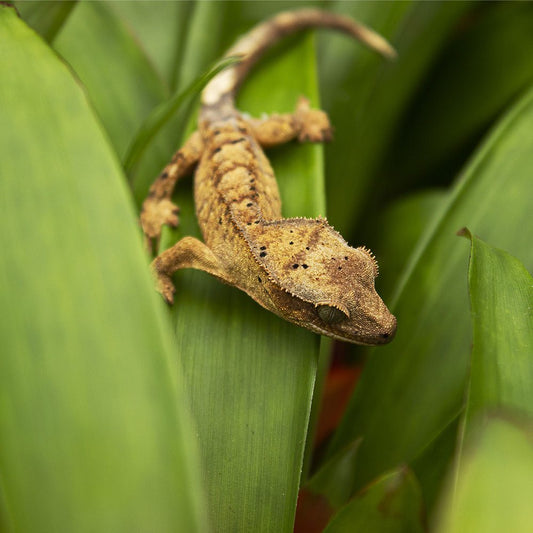 Dalmation Crested Gecko