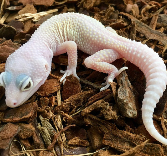 Blizzard Leopard Gecko