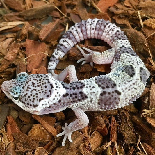 Mack Snow Leopard Gecko