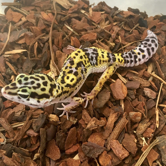 Normal Leopard Gecko
