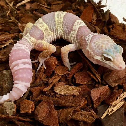 Mack Snow ALBINO Leopard Gecko