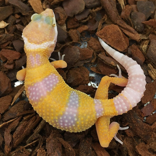 Albino Leopard Gecko