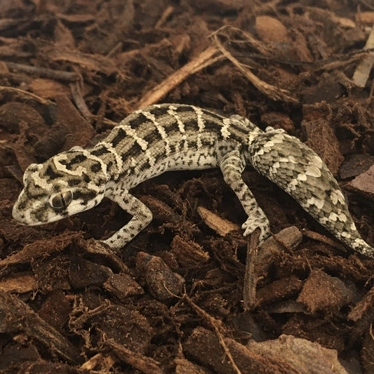 Viper Gecko