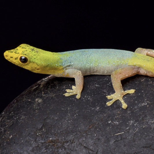Ameroon Dwarf Gecko