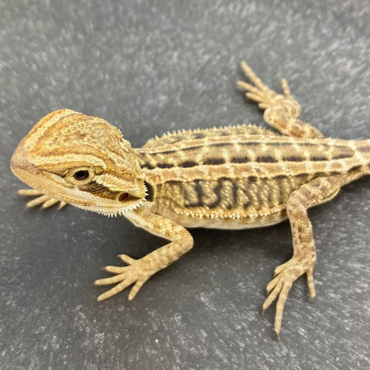 Genetic Stripe Bearded Dragon