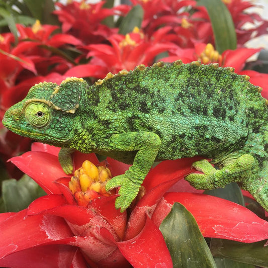 Jacksons Chameleons