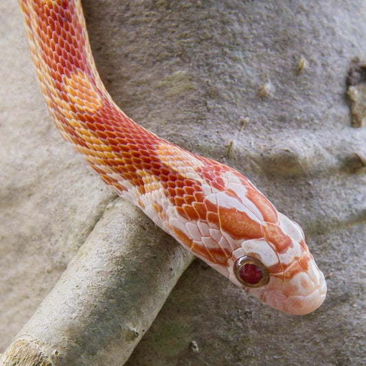Ultramel Corn Snake