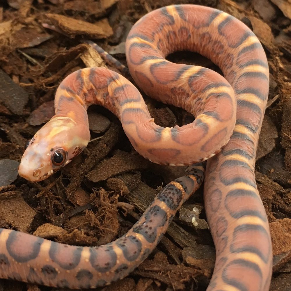 AMEL Scaleless Corn Snake