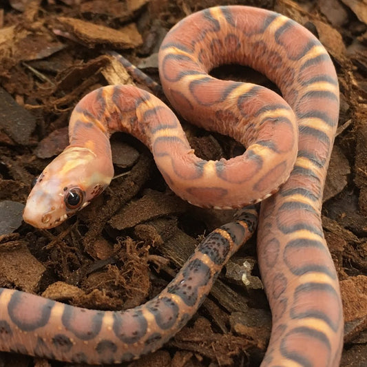 AMEL Scaleless Corn Snake