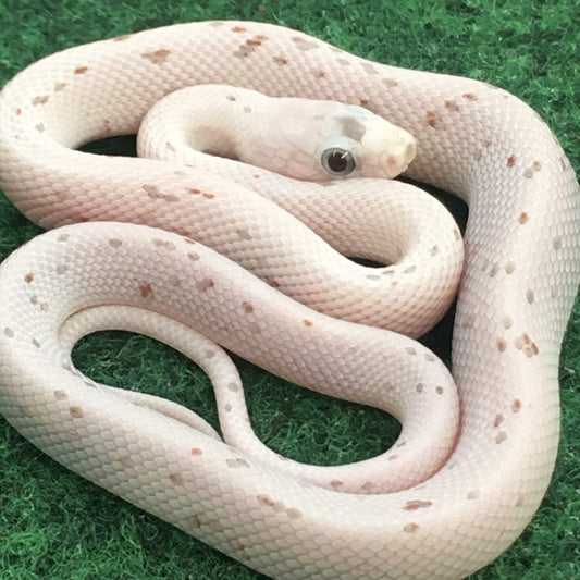 Palmetto Corn Snake